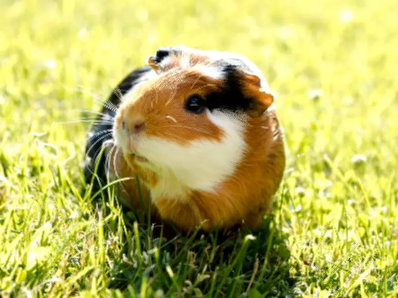 Welsh Couple Granted Permission to Breed Guinea Pigs, Pigeons, and Rabbits for Food