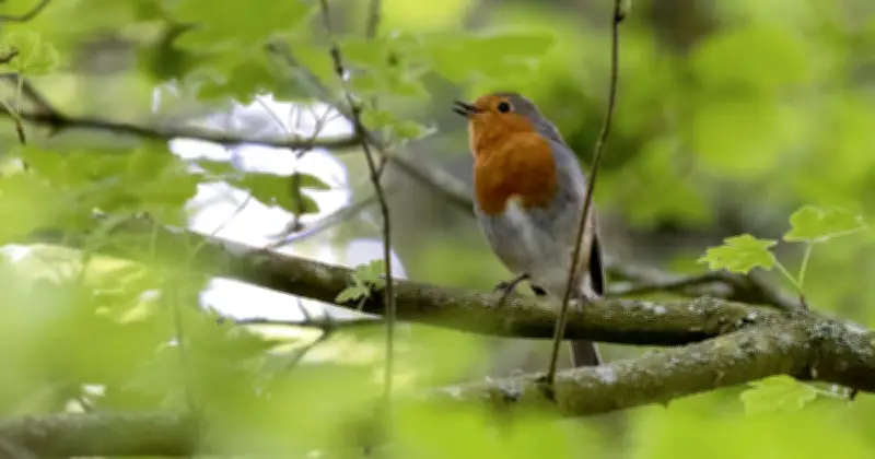 Wildlife Hospital Warns Robin Lovers of Deadly Glue Trap Danger