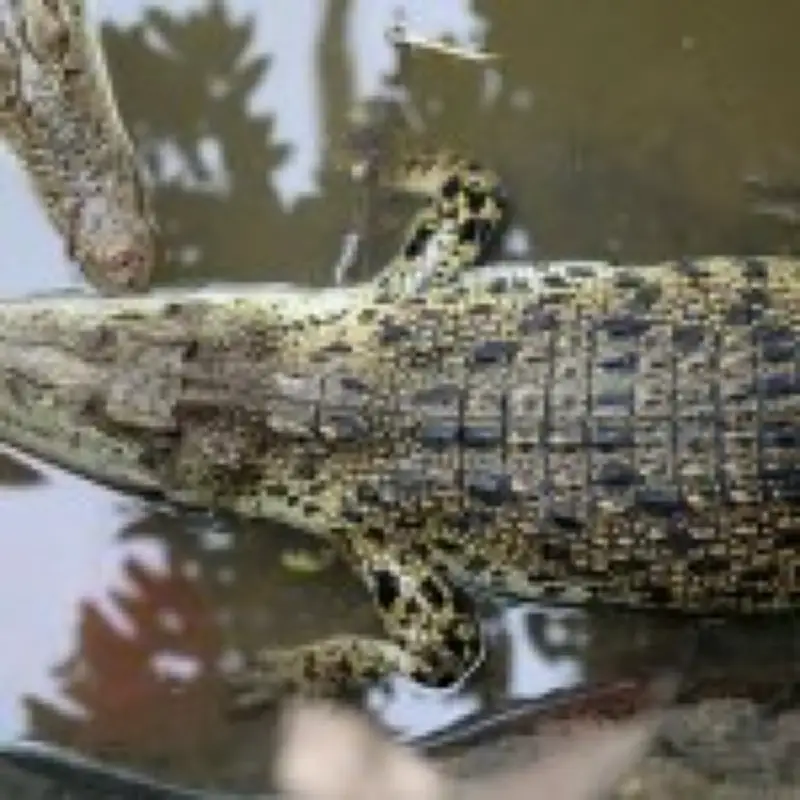 Zoo Owners Recount Rescuing Toddler from Crocodile Enclosure