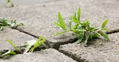 5 Experts Agree: One Natural Method Stops Driveway Weeds