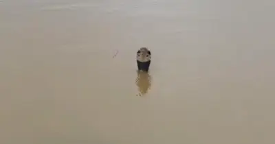 900 Snakes Including Cobras Escape Farm After Floods in China