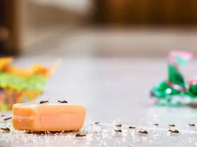 Ants Flee Homes with £1 Cinnamon Near Windows and Doors