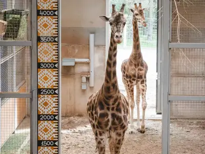 Edinburgh Zoo After Hours: Family Fun from £10 This Summer