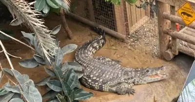 Family of Boy, 3, Thrown into Crocodile Enclosure Issues Heartbreaking Statement