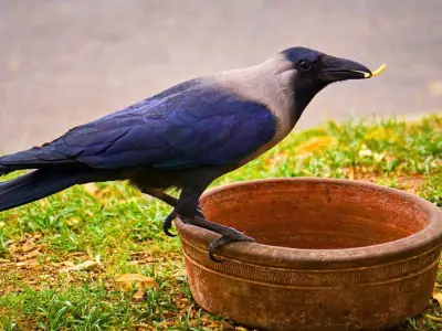 Feed Crows Peanuts to Befriend Them All Summer Long