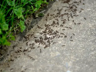Gardener Reveals Simple Terracotta Pot Trick to Eliminate Ants from Your Garden