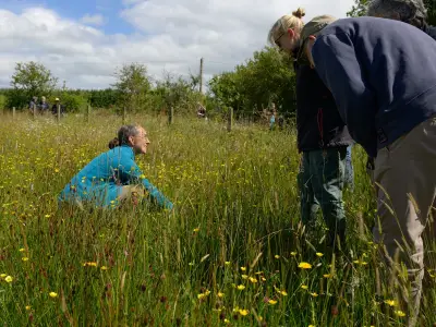 Llŷn Peninsula's Drought-Resistant Meadow Restoration Network Grows