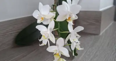 My Orchid Blooms Repeatedly Thanks to 1 Simple Annual Rule