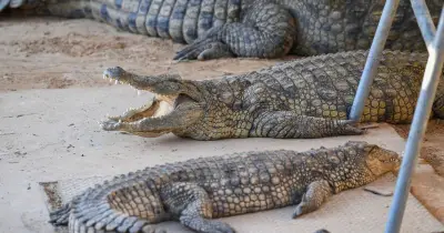 Safeguarding Inquiry Launched After Boy Thrown into Crocodile Enclosure at UK Zoo
