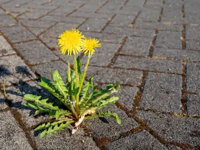 Stop Driveway Weeds Naturally This Summer with 1 Expert-Approved Method