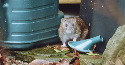 Stop Rats Entering Your Home with 1 Natural Item They Hate