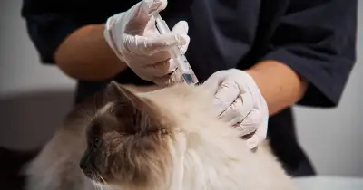 UK Vet Fees Could Rise Despite Transparency Reforms, Expert Warns