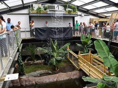 Zoo Owners Speak Out After Boy, 3, Thrown into Crocodile Enclosure