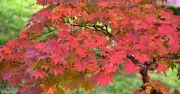 Add Mulch to Soil This Month to Keep Japanese Maples Vibrant