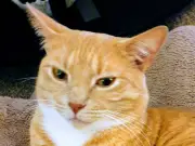 Cat Owner Campaigns for Legal Change After Dog Kills Pet Inside Home