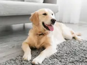 Dog Trainer Warns Pet Owners About Leaving Dogs Home Alone
