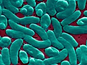 Explosive Diarrhea Parasite Cyclospora Spreads Globally: Full List of Affected Locations
