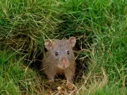 Garden Expert Reveals Plants That Make Rats Sprint Away