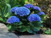Hydrangeas Bloom Better and Turn Deepest Blue With Coffee Grounds, Gardener Reveals