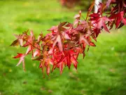 Keep Japanese Maple Leaves Vibrant in July with One Key Soil Addition