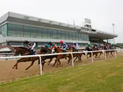 Newsboy's Horseracing Tips: Suggy Nap at Wolverhampton, Romanza nb at Lingfield