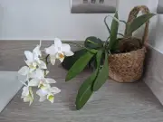 Orchid Rebloom Secret: Hands-Off Care for Year-Round Flowers