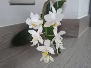 Orchids Flower Year-Round With One Simple Annual Care Routine