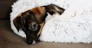 PDSA: 'Naughty' Dog Behaviour Like Jumping Up May Be Stress, Not Mischief