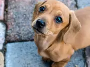PDSA Warns 'Bad' Dog Behaviour Often Signals Stress, Not Naughtiness