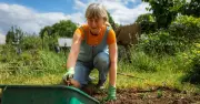 Plant Turnips in July for Autumn Harvest, Says Gardening Expert