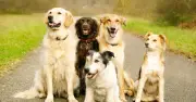 Vet Warns Dog Owners to Reconsider Choosing a Cockapoo