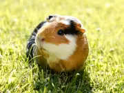 Welsh Couple Granted Permission to Breed Guinea Pigs, Pigeons, and Rabbits for Food